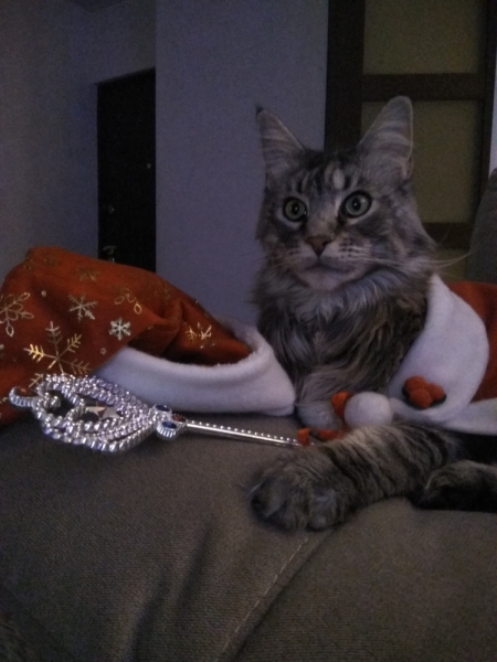 Кошки в нашей жизни. Кошки и все, что с ними связано.