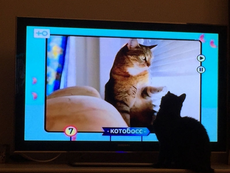 Кошки в нашей жизни. Кошки и все, что с ними связано.