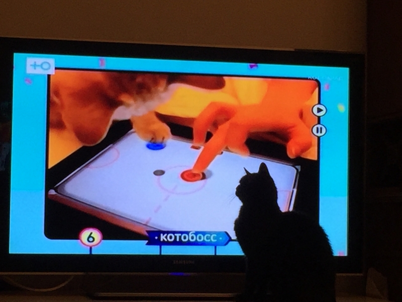 Кошки в нашей жизни. Кошки и все, что с ними связано.