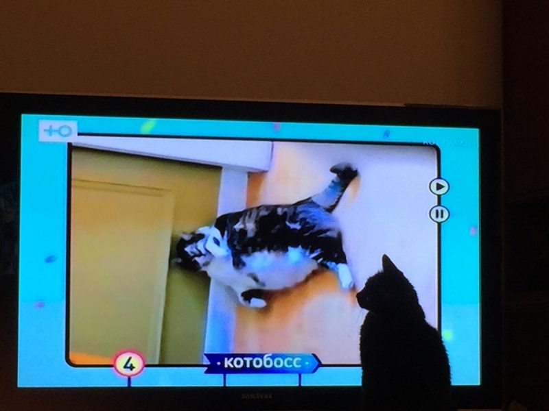 Кошки в нашей жизни. Кошки и все, что с ними связано.