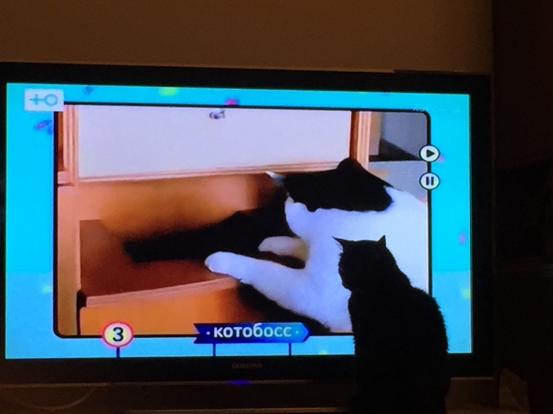 Кошки в нашей жизни. Кошки и все, что с ними связано.