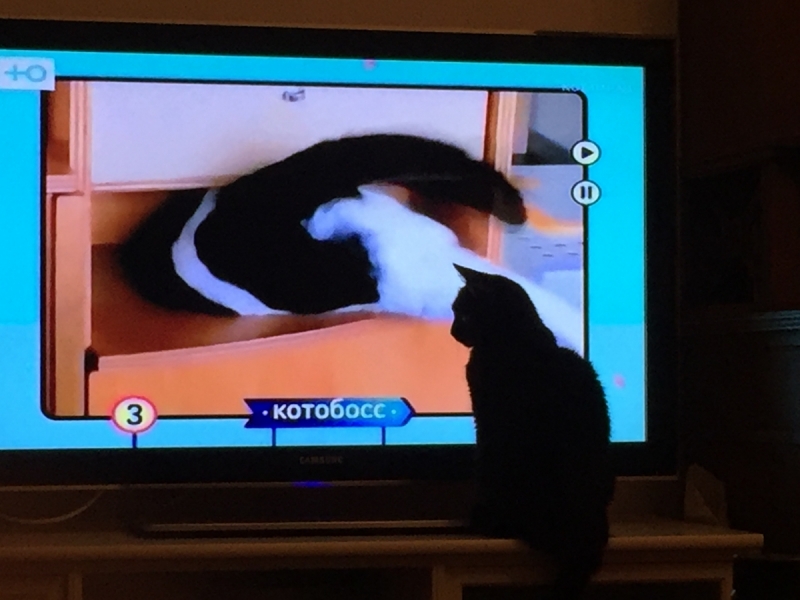 Кошки в нашей жизни. Кошки и все, что с ними связано.