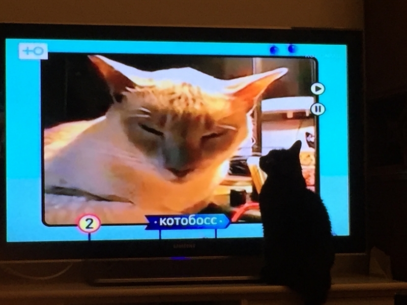 Кошки в нашей жизни. Кошки и все, что с ними связано.