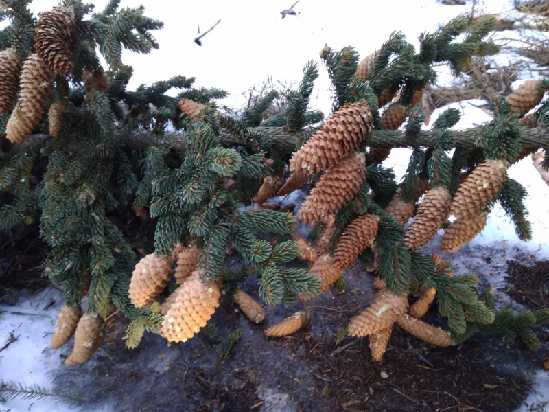 Случайная Италия. Просто погулять. Бергамо-Больцано-Брешиа, март 2017.