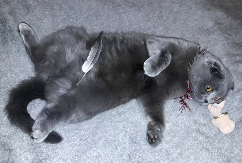 Кошки в нашей жизни. Кошки и все, что с ними связано.