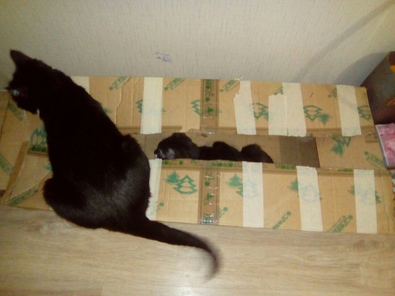 Кошки в нашей жизни. Кошки и все, что с ними связано.