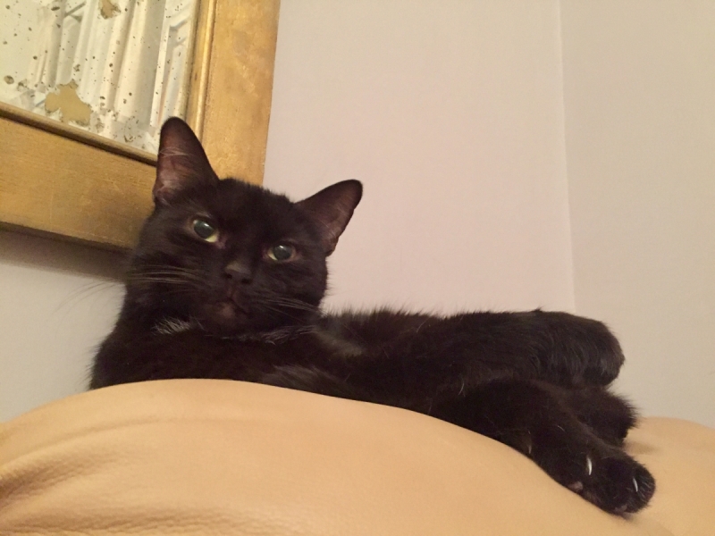 Кошки в нашей жизни. Кошки и все, что с ними связано.