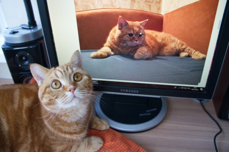 Кошки в нашей жизни. Кошки и все, что с ними связано.