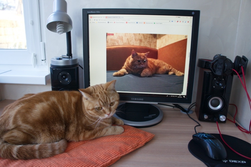 Кошки в нашей жизни. Кошки и все, что с ними связано.