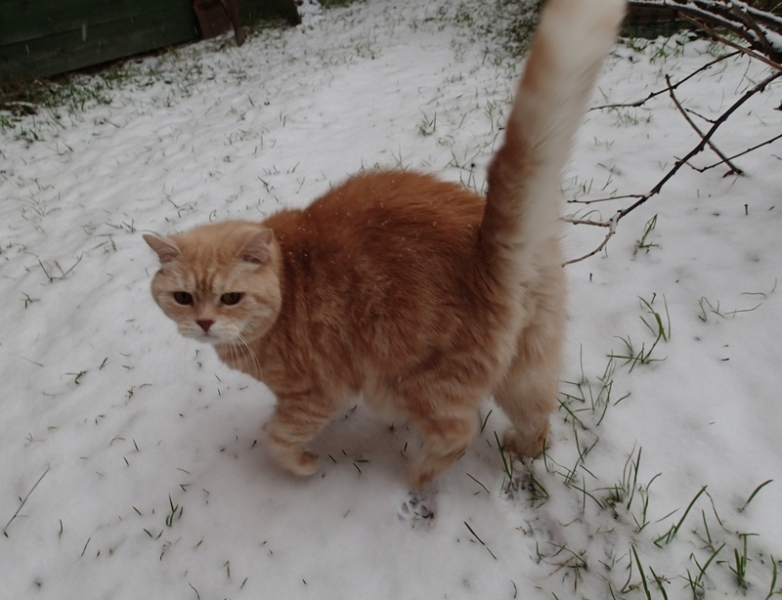 Кошки в нашей жизни. Кошки и все, что с ними связано.