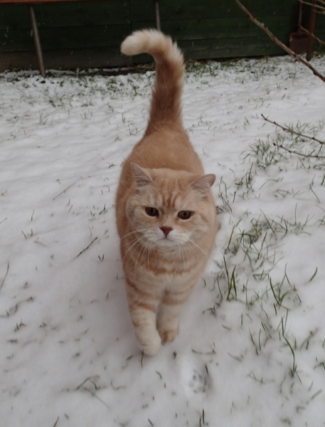 Кошки в нашей жизни. Кошки и все, что с ними связано.