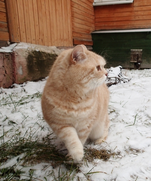 Кошки в нашей жизни. Кошки и все, что с ними связано.