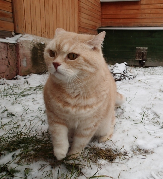 Кошки в нашей жизни. Кошки и все, что с ними связано.