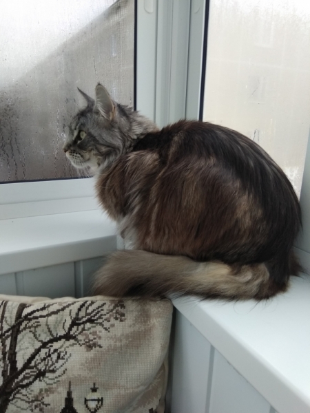 Кошки в нашей жизни. Кошки и все, что с ними связано.