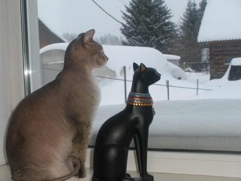 Кошки в нашей жизни. Кошки и все, что с ними связано.