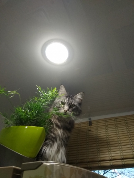 Кошки в нашей жизни. Кошки и все, что с ними связано.