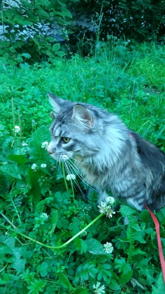 Кошки в нашей жизни. Кошки и все, что с ними связано.