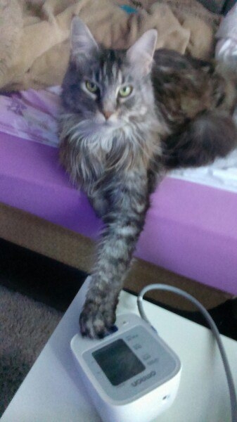 Кошки в нашей жизни. Кошки и все, что с ними связано.