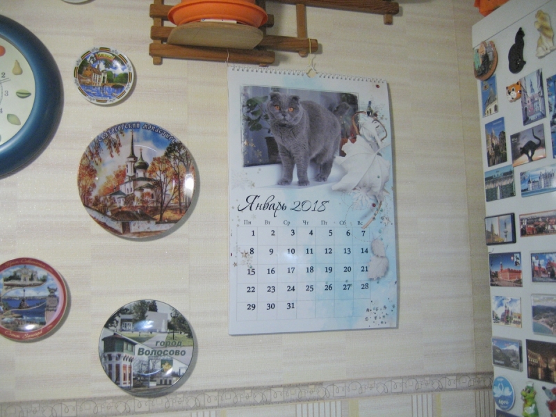 Кошки в нашей жизни. Кошки и все, что с ними связано.