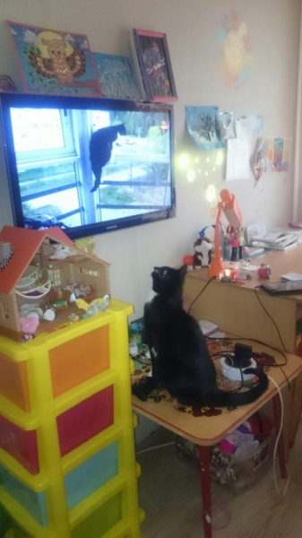 Кошки в нашей жизни. Кошки и все, что с ними связано.