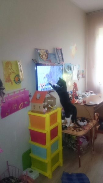 Кошки в нашей жизни. Кошки и все, что с ними связано.