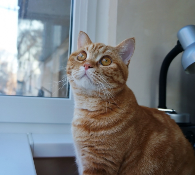 Кошки в нашей жизни. Кошки и все, что с ними связано.