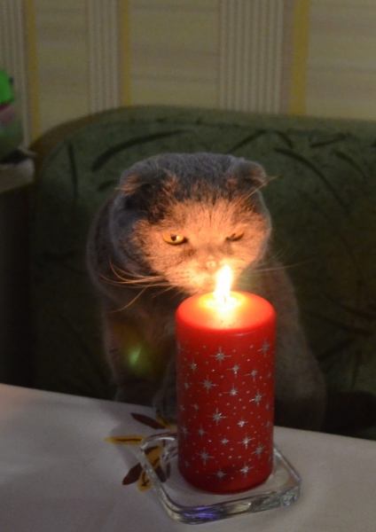 Кошки в нашей жизни. Кошки и все, что с ними связано.