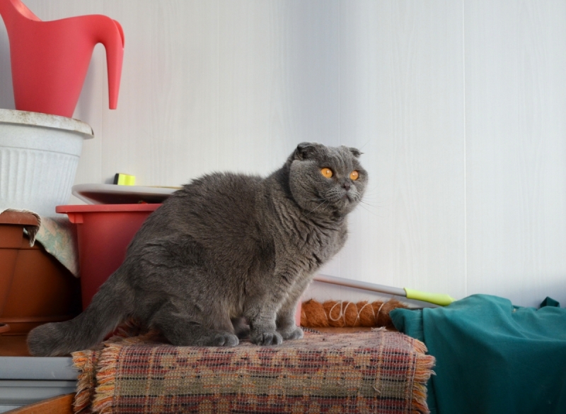 Кошки в нашей жизни. Кошки и все, что с ними связано.