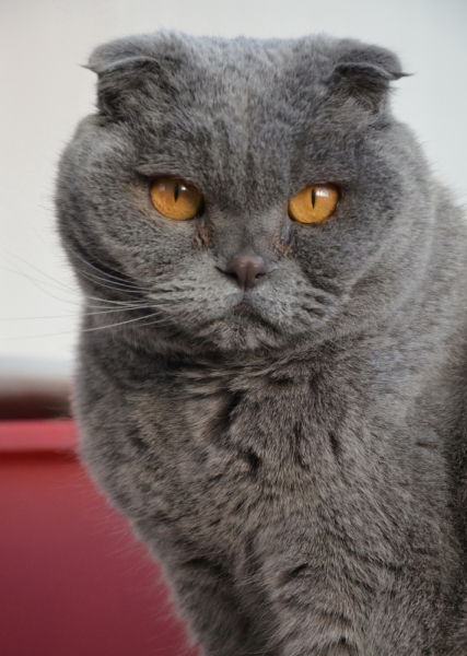 Кошки в нашей жизни. Кошки и все, что с ними связано.