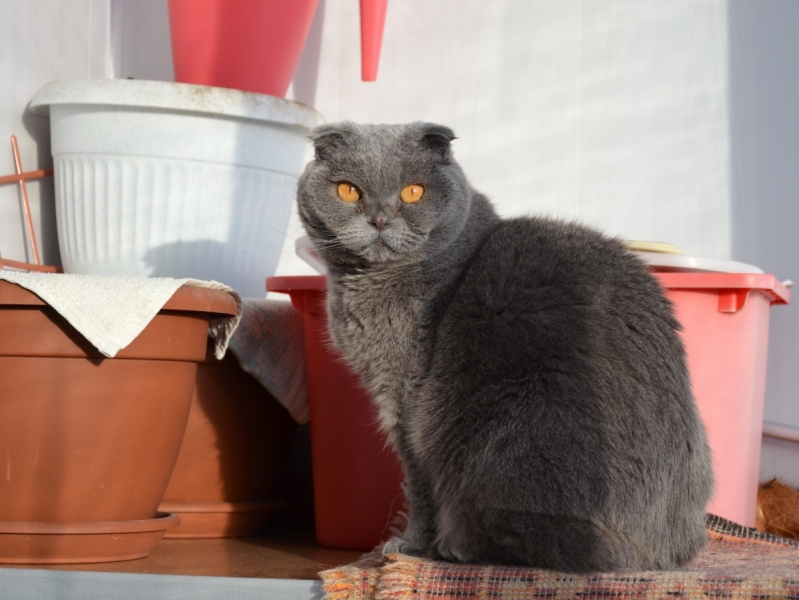 Кошки в нашей жизни. Кошки и все, что с ними связано.