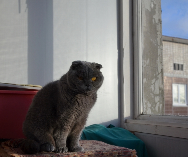 Кошки в нашей жизни. Кошки и все, что с ними связано.