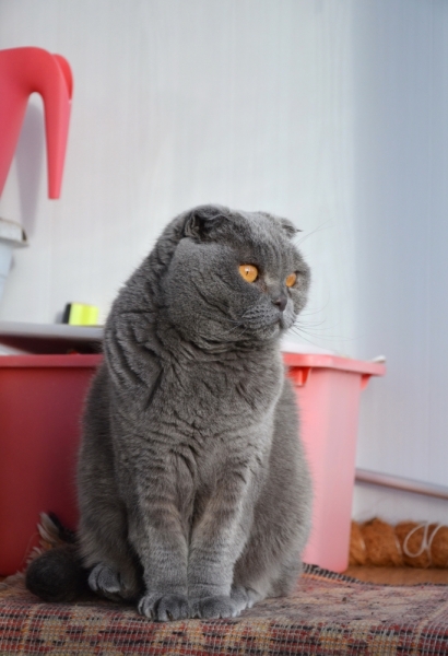 Кошки в нашей жизни. Кошки и все, что с ними связано.