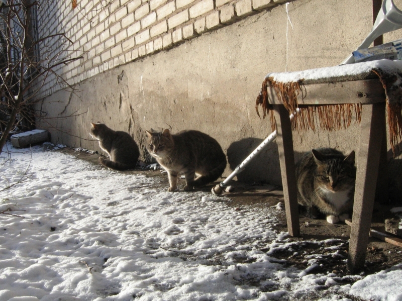 Кошки в нашей жизни. Кошки и все, что с ними связано.