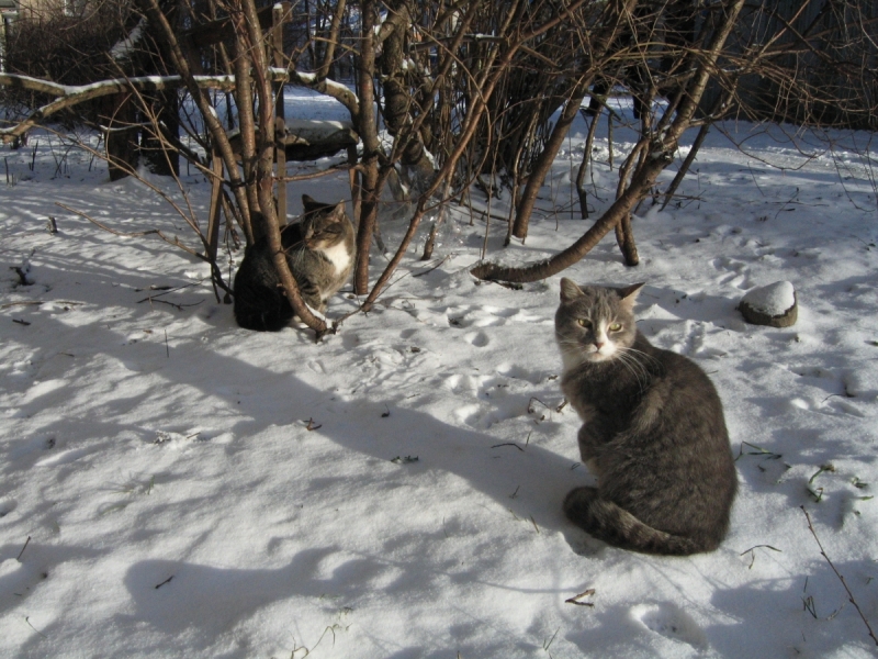 Кошки в нашей жизни. Кошки и все, что с ними связано.