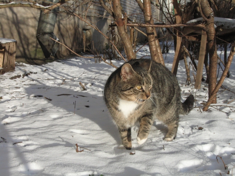 Кошки в нашей жизни. Кошки и все, что с ними связано.