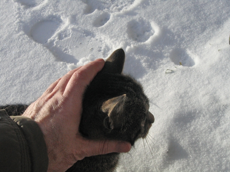 Кошки в нашей жизни. Кошки и все, что с ними связано.