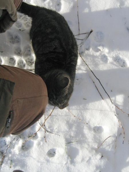 Кошки в нашей жизни. Кошки и все, что с ними связано.