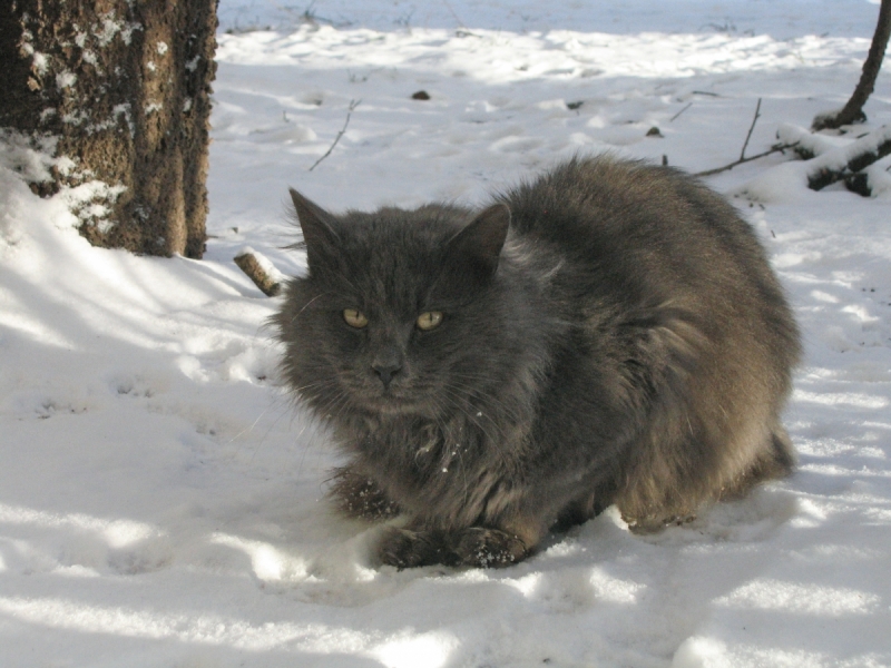 Кошки в нашей жизни. Кошки и все, что с ними связано.