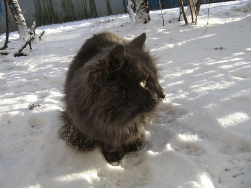 Кошки в нашей жизни. Кошки и все, что с ними связано.