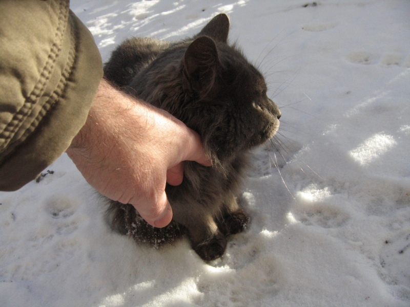 Кошки в нашей жизни. Кошки и все, что с ними связано.