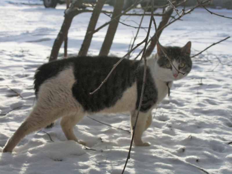 Кошки в нашей жизни. Кошки и все, что с ними связано.