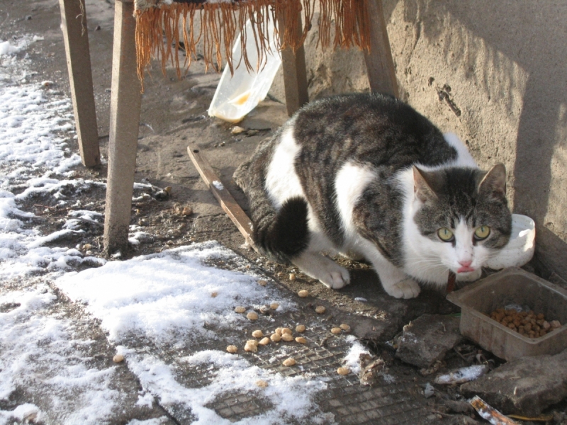 Кошки в нашей жизни. Кошки и все, что с ними связано.