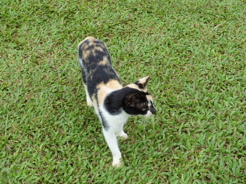 Фотографии животного мира