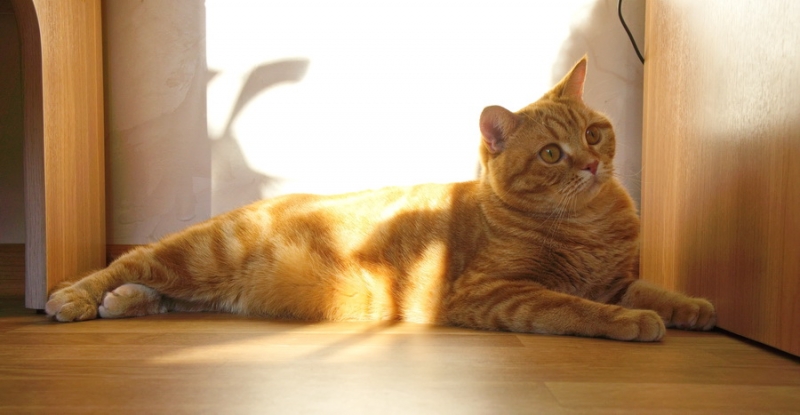 Кошки в нашей жизни. Кошки и все, что с ними связано.