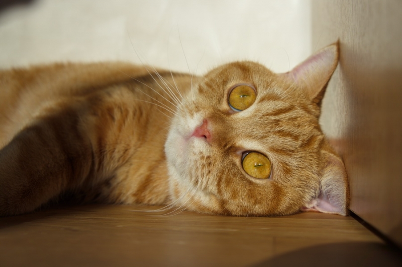 Кошки в нашей жизни. Кошки и все, что с ними связано.