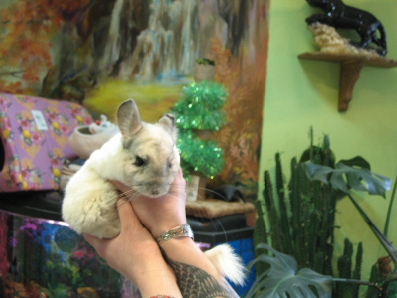 Кошки в нашей жизни. Кошки и все, что с ними связано.