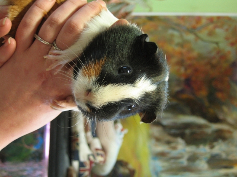 Кошки в нашей жизни. Кошки и все, что с ними связано.