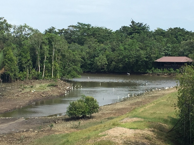 Sungei buloh 3