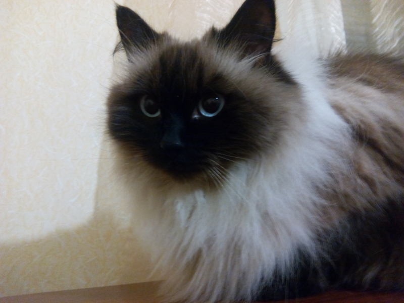 Кошки в нашей жизни. Кошки и все, что с ними связано.