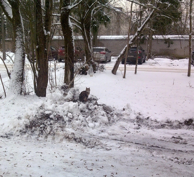 Кошки в нашей жизни. Кошки и все, что с ними связано.